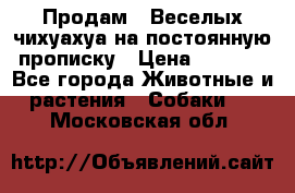 Продам.  Веселых чихуахуа на постоянную прописку › Цена ­ 8 000 - Все города Животные и растения » Собаки   . Московская обл.